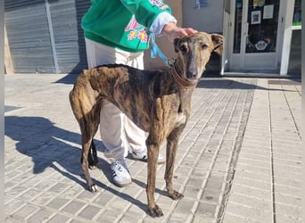 SAKIRA- ist super gesellig, hat immer gute Laune, ist sehr anhänglich.ihr fehlt nur Zuhause