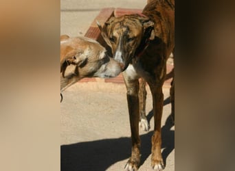 Wundervoller FITO-verspielt, menschschnfreundlich will endlich ein liebevolles Für-immer-Zuhause