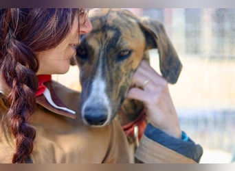 Wundervoller FITO-verspielt, menschschnfreundlich will endlich ein liebevolles Für-immer-Zuhause