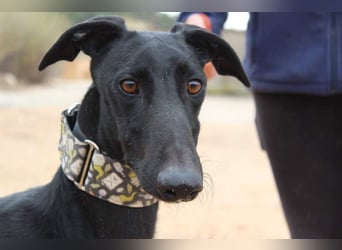 LUCERO-süsser, sanfter, lieber Galgo, offen, menschenbezogen sucht sein liebevolles Zuhause