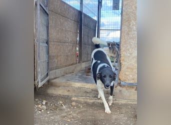 POXI, ein Herz voller Lebensfreude!