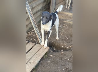 POXI, ein Herz voller Lebensfreude!