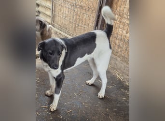 POXI, ein Herz voller Lebensfreude!