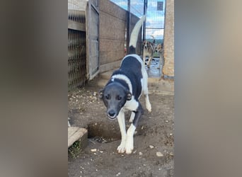 POXI, ein Herz voller Lebensfreude!