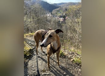 Pepe - eleganter Herzensbrecher sucht sein Für-immer-Zuhause