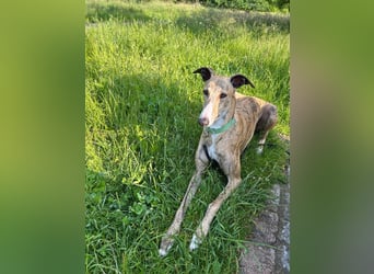 Pepe - eleganter Herzensbrecher sucht sein Für-immer-Zuhause