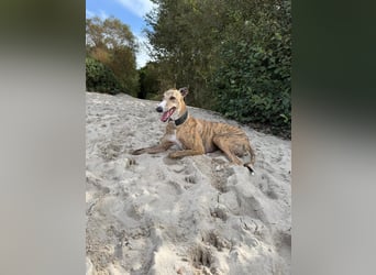 Pepe - eleganter Herzensbrecher sucht sein Für-immer-Zuhause