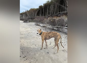 Pepe - eleganter Herzensbrecher sucht sein Für-immer-Zuhause