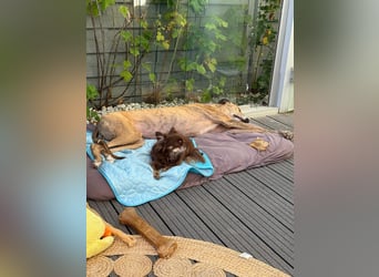 Pepe - eleganter Herzensbrecher sucht sein Für-immer-Zuhause