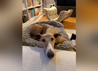 Pepe - eleganter Herzensbrecher sucht sein Für-immer-Zuhause