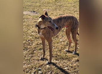 Pepe - eleganter Herzensbrecher sucht sein Für-immer-Zuhause