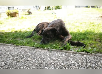 Daino - befindet sich in einer Pflegestelle in 76831 Billigheim-Ingenheim