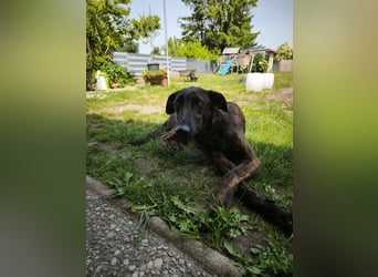 Daino - befindet sich in einer Pflegestelle in 76831 Billigheim-Ingenheim