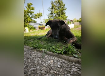 Daino - befindet sich in einer Pflegestelle in 76831 Billigheim-Ingenheim