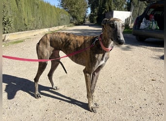 Alma,geb.11/23,ruhiges Galgo Espanol Mädel sucht ihre Familie