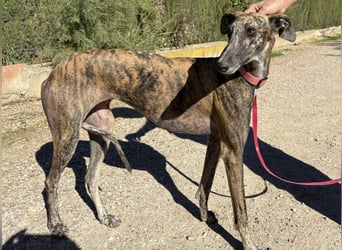 Alma,geb.11/23,ruhiges Galgo Espanol Mädel sucht ihre Familie