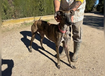 Alma,geb.11/23,ruhiges Galgo Espanol Mädel sucht ihre Familie