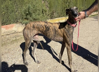 Alma,geb.11/23,ruhiges Galgo Espanol Mädel sucht ihre Familie