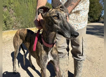 Alma,geb.11/23,ruhiges Galgo Espanol Mädel sucht ihre Familie