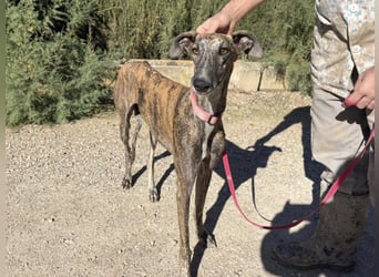 Alma,geb.11/23,ruhiges Galgo Espanol Mädel sucht ihre Familie
