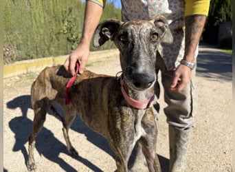Alma,geb.11/23,ruhiges Galgo Espanol Mädel sucht ihre Familie