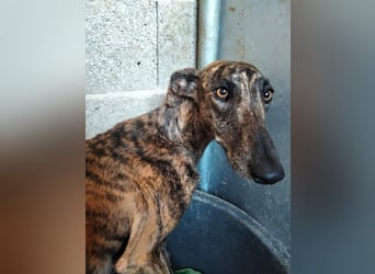 Pastora(TO) wunderschöne Hundedame