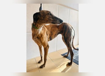 Cora (JA) eine liebenswerte und sanfte Hundedame