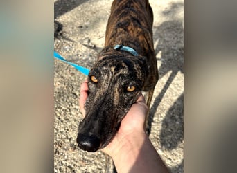 Pastora(TO) wunderschöne Hundedame