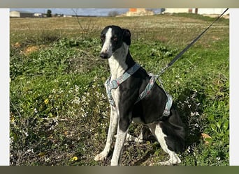 Kira (LR) eine freundliche und sanfte Hündin