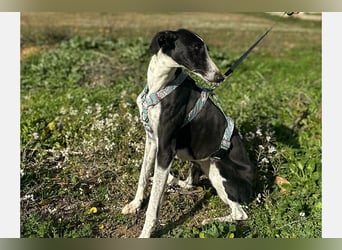 Kira (LR) eine freundliche und sanfte Hündin