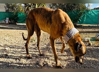Cora (JA) eine liebenswerte und sanfte Hundedame