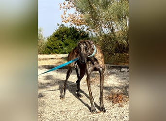 Pastora(TO) wunderschöne Hundedame