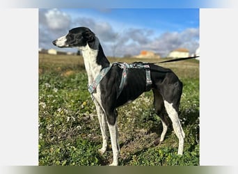 Kira (LR) eine freundliche und sanfte Hündin