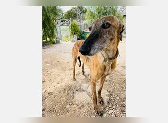 Cora (JA) eine liebenswerte und sanfte Hundedame