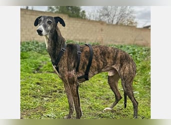 Koda (LR) wunderschöner, verschmuster und freundlicher Bube