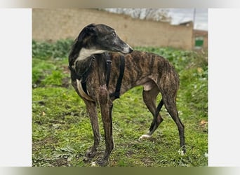 Koda (LR) wunderschöner, verschmuster und freundlicher Bube