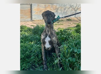 Boli (TO) einfach ein toller junger Hund