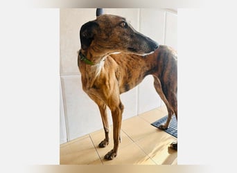 Cora (JA) eine liebenswerte und sanfte Hundedame