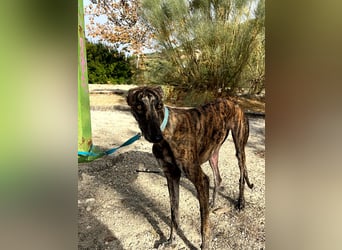 Pastora(TO) wunderschöne Hundedame