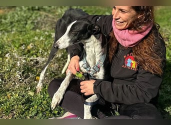 Kira (LR) eine freundliche und sanfte Hündin