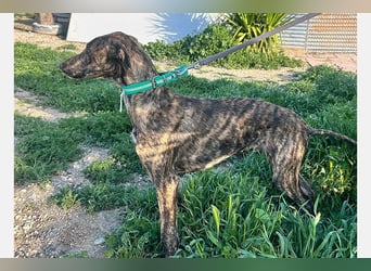 Boli (TO) einfach ein toller junger Hund
