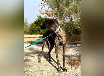 Pastora(TO) wunderschöne Hundedame