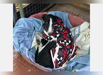 Kira (LR) eine freundliche und sanfte Hündin