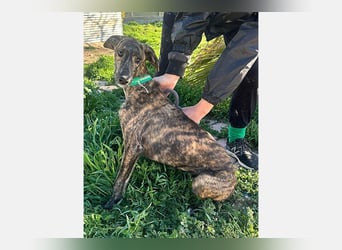 Boli (TO) einfach ein toller junger Hund