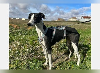 Kira (LR) eine freundliche und sanfte Hündin