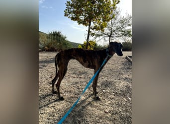 Pastora(TO) wunderschöne Hundedame