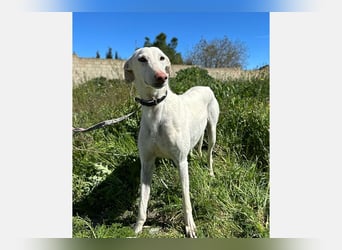 Ghost (LR) liebt Streicheleinheiten und Aufmerksamkeit