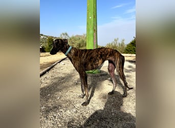 Pastora(TO) wunderschöne Hundedame