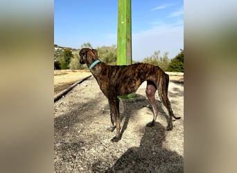 Pastora(TO) wunderschöne Hundedame