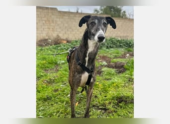 Koda (LR) wunderschöner, verschmuster und freundlicher Bube